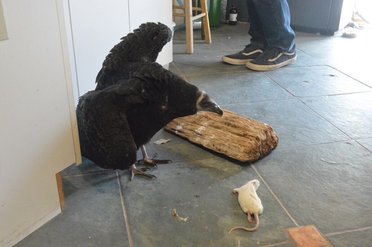 Turkey-Vulture.JPG